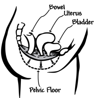 336x341 Pelvic Exercises Prolapse Techniques To Strengthen Your Prolapse