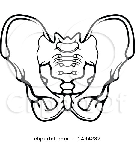 450x470 clipart of a sketched black and white human pelvis