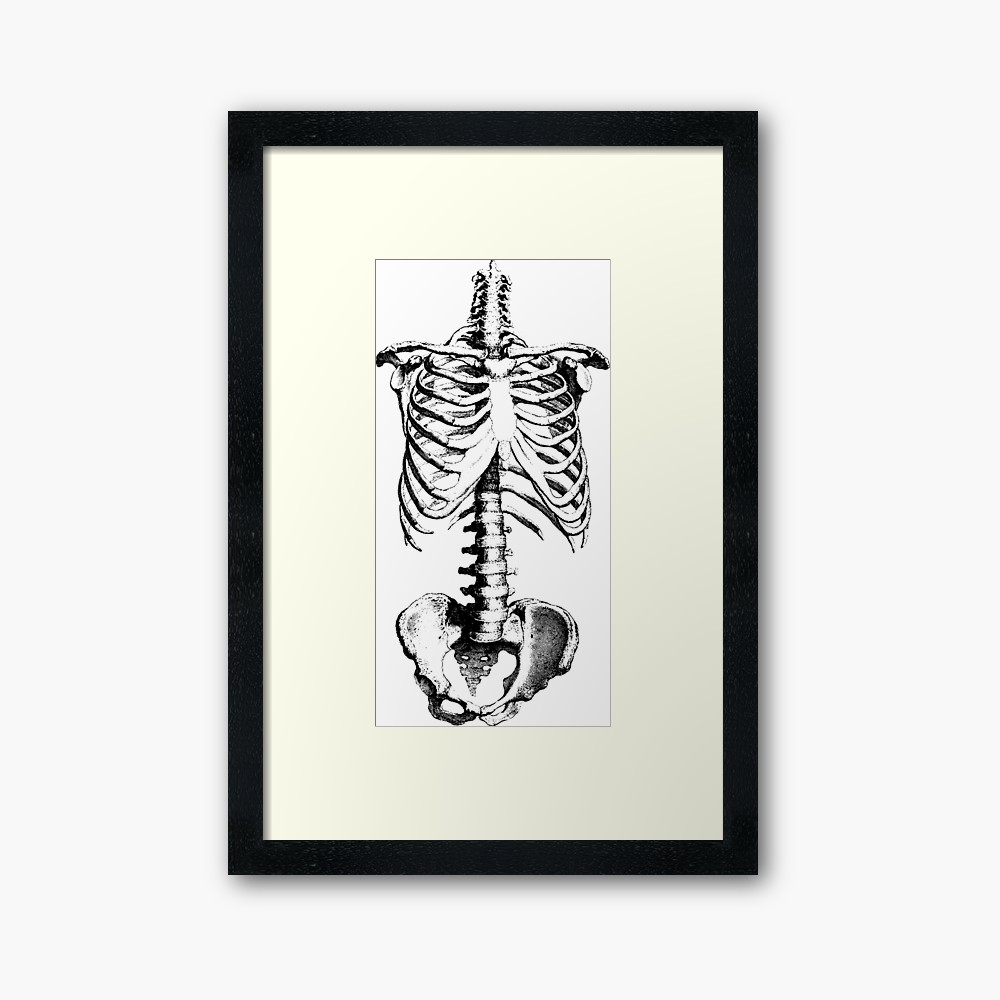 1000x1000 sleleton drawing of ribs, torso and pelvis framed print