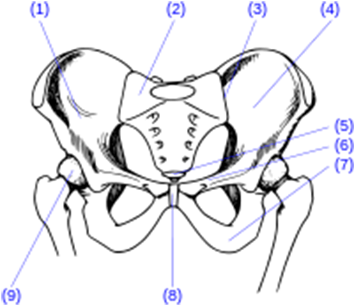 500x433 Symphysis Pubis Dysfunction