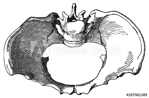 500x329 pelvis