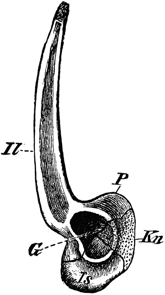 574x1024 Edible Frog Pelvic Girdle Clipart Etc