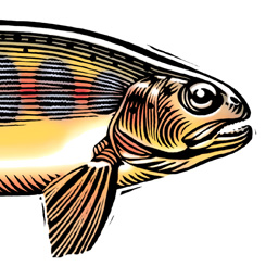 245x245 Pen Ink Illustrations Animals