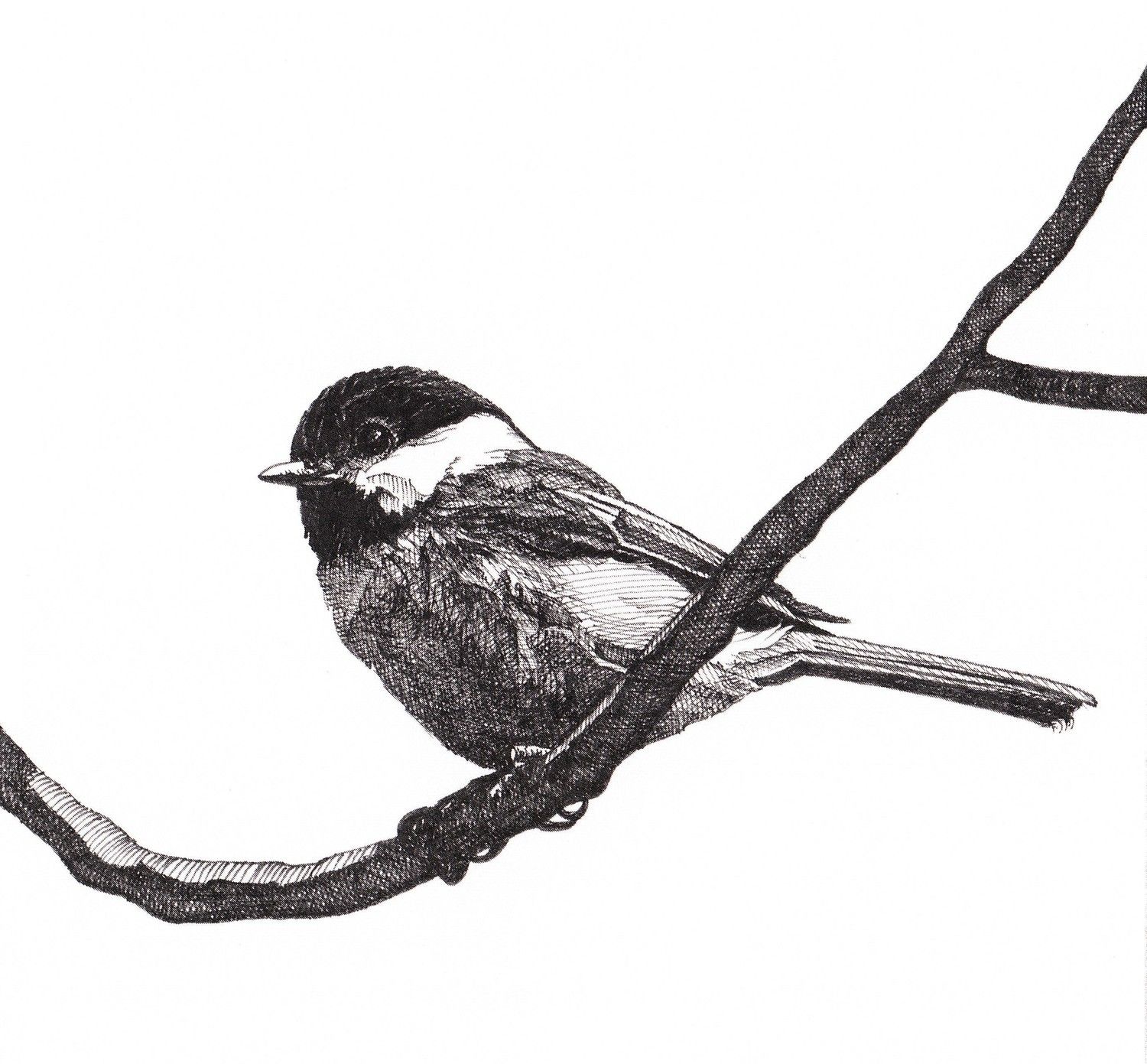 1500x1391 pen and ink drawing reproduction black capped chickadee note cards