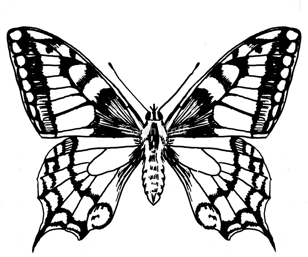 1000x834 Swallowtail Butterfly Ink Pen Drawing