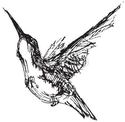 400x392 Vector Illustration Of A Hummingbird In Pen And Ink Style Buy