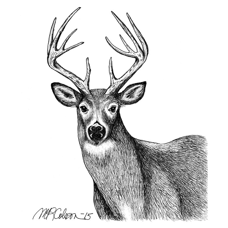 800x800 White Tailed Deer Pen And Ink Print Etsy
