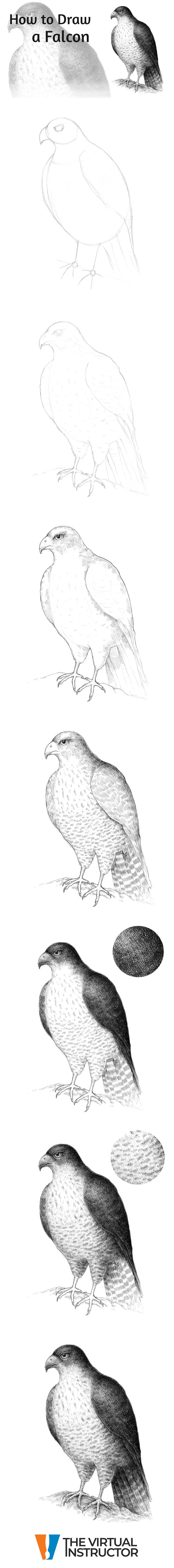 800x7199 Learn How To Draw A Falcon With Pen And Ink In This Drawing Lesson