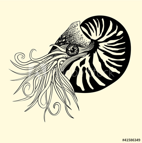 497x500 Pen And Ink Illustration Of Nautilus