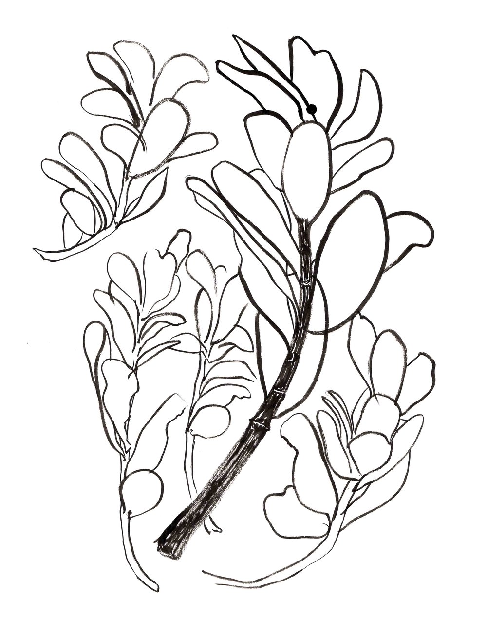 1000x1273 Sketchbook Botanical Pen Ink Drawings Vicky Katzman