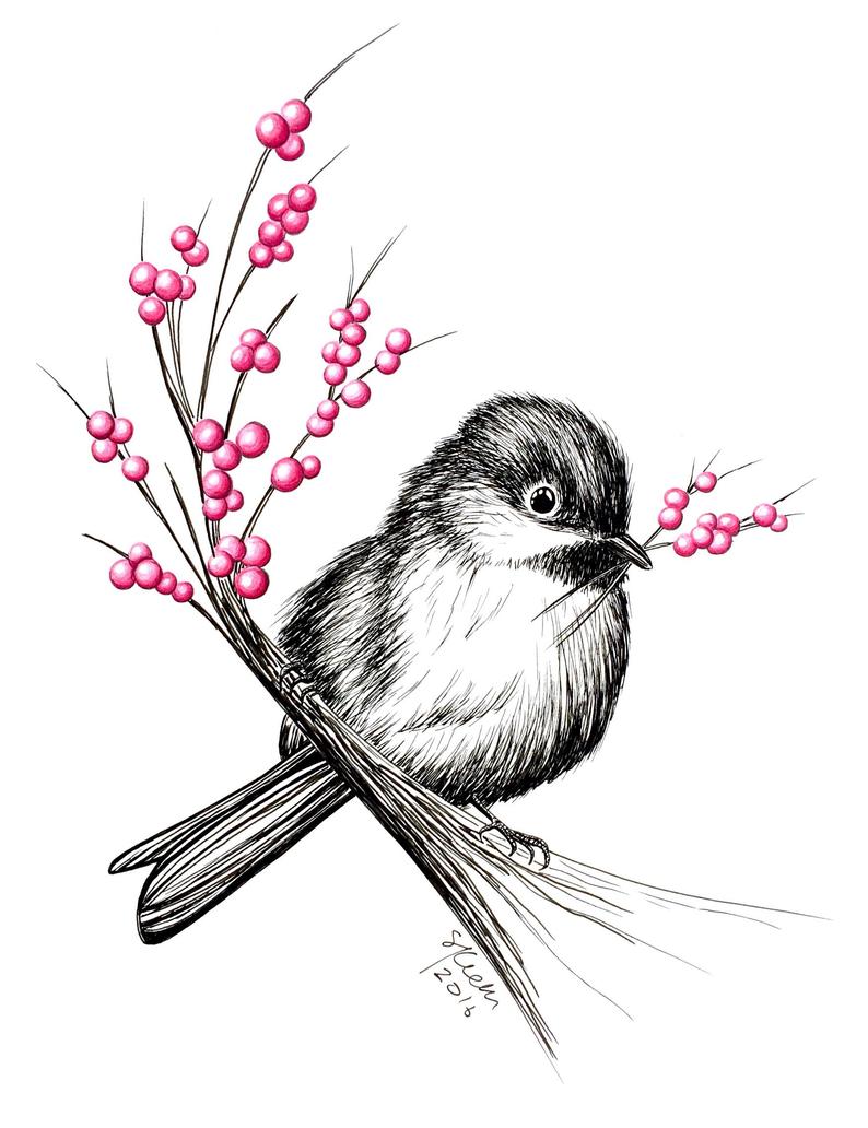 794x1032 Chickadee With Berries Original Pen Ink Illustration Etsy