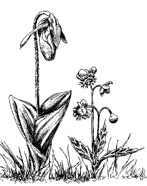 500x630 Computer Graphic Or Pen And Ink Illustrations To Enhance A Book