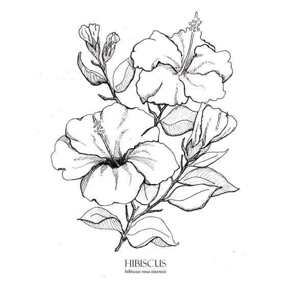 570x570 Hibiscus Print, Botanical Illustration, Wall Art, Pen And Ink
