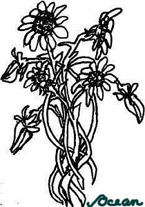 210x300 Pen And Ink Flowers Drawings