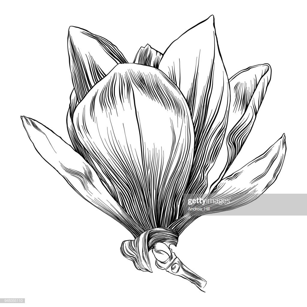 1024x1024 Pen And Ink Drawing Of A Magnolia Flower In Japanese Purple