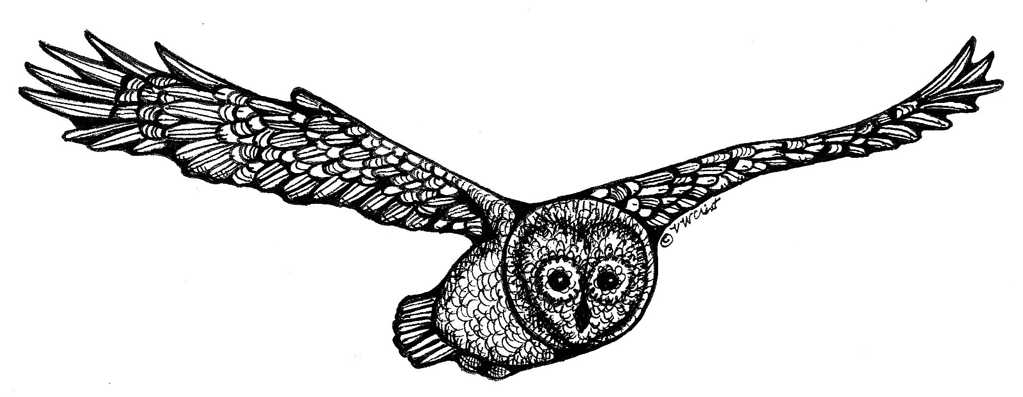 2083x810 northern barred owl whimsical words