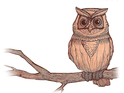 400x300 The Forest Owl