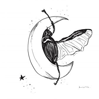 336x336 Blister Beetle Drawing Pictures Pen Black Vw Classic Blue Tutorial