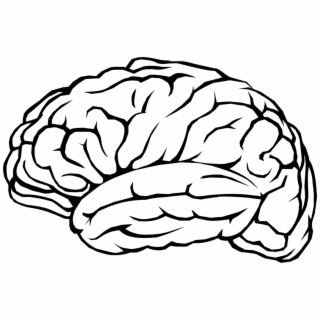 320x320 Hd Line Art Drawing Human Brain Pencil