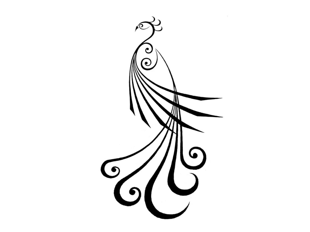 1024x768 Peacock Pencil Sketch Simple Peacock Pencil Drawing Sketches