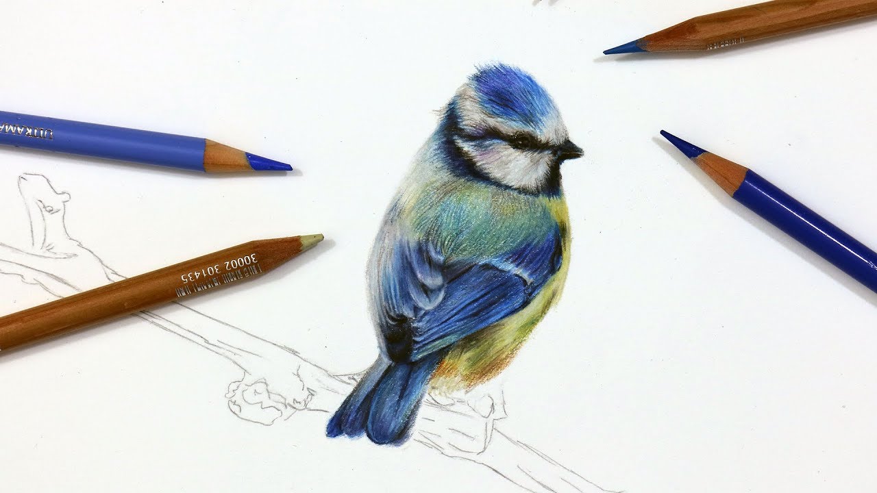 1280x720 How To Draw A Blue Tit Using Coloured Pencil Drawing Tutorial