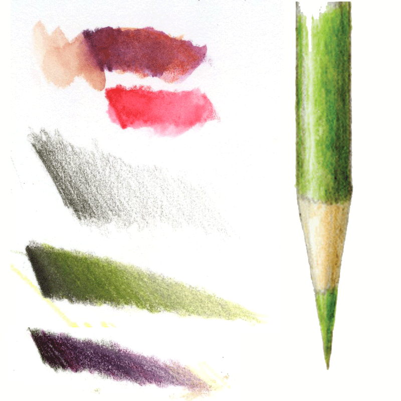 800x800 Getting Started With Botanical Drawing