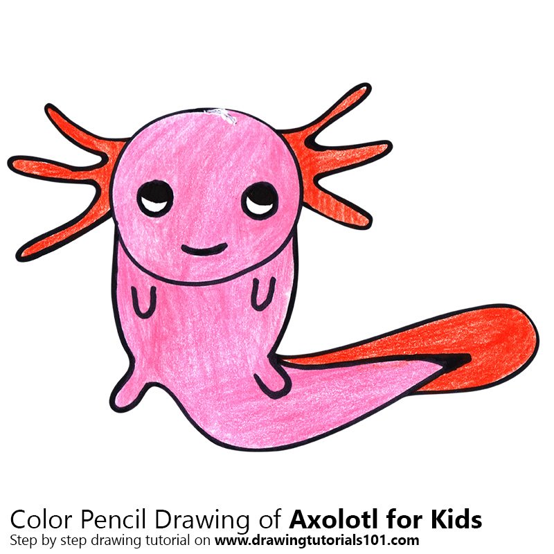 800x800 axolotl for kids colored pencils