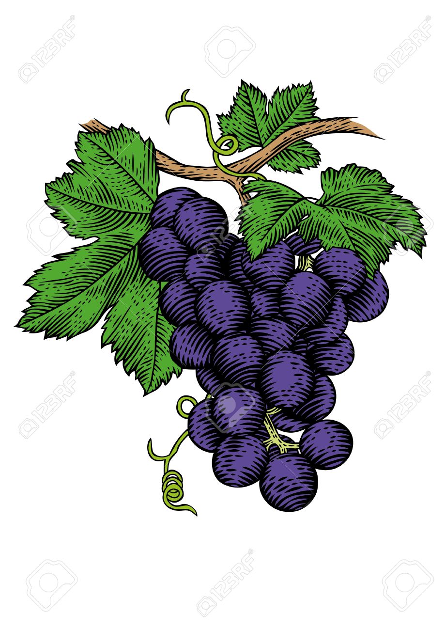 919x1300 grapes drawing desktop backgrounds
