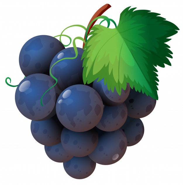 626x631 Grapes Vectors, Photos And Free Download