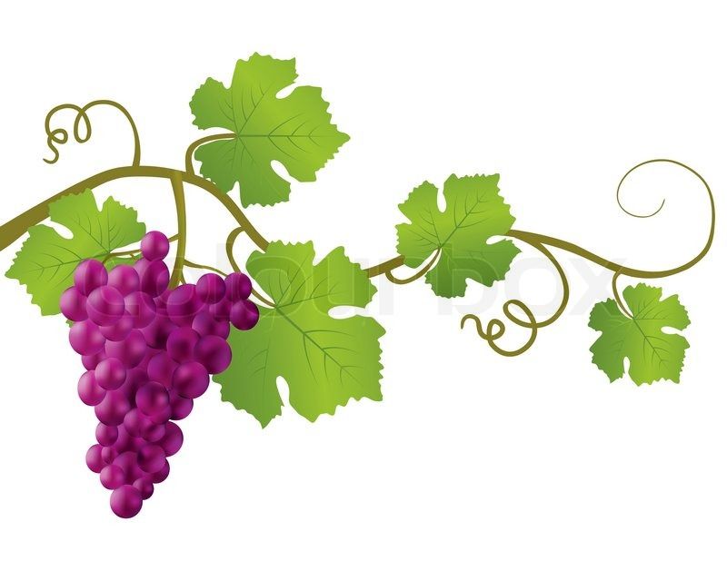 800x618 Grapevine Drawings