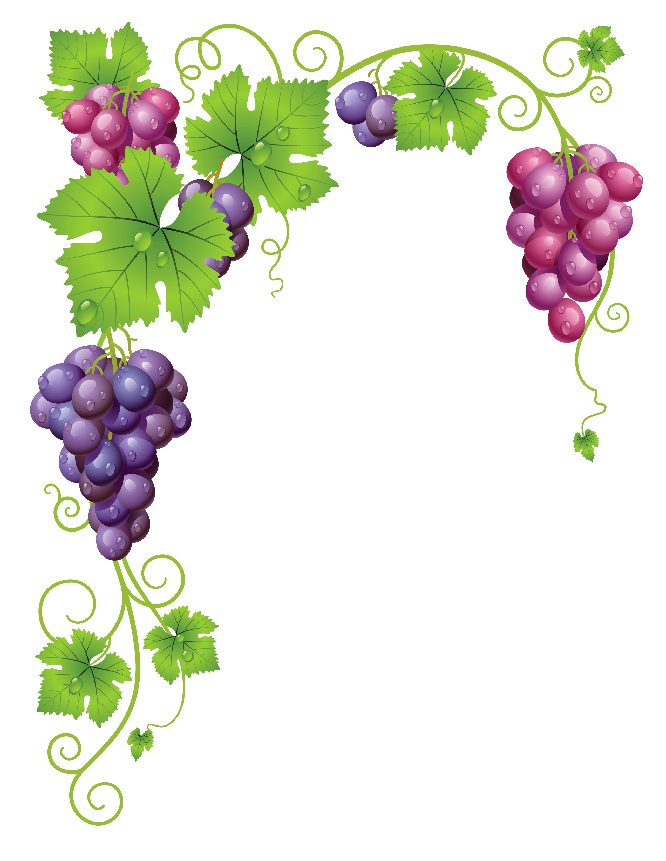 2566x3316 uvas grape painting, grape vines, fruit art