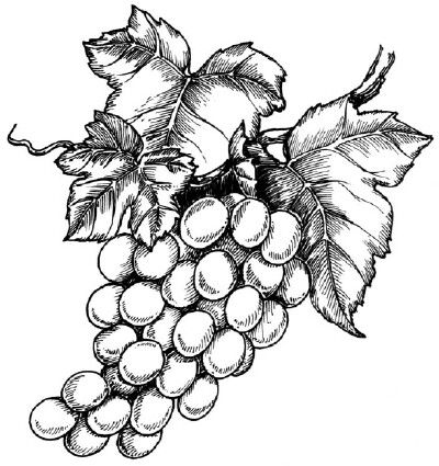 400x425 Ptitcy Grape Drawing, Drawings, Leaf Drawing