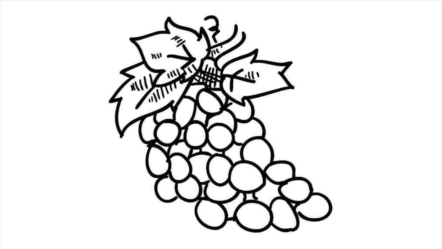 1500x844 Sketch Grapes Drawing