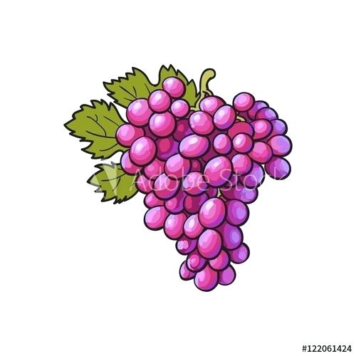 500x500 Drawing Of A Vine