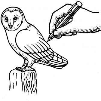 336x336 Barn Owl Skull Drawing Step