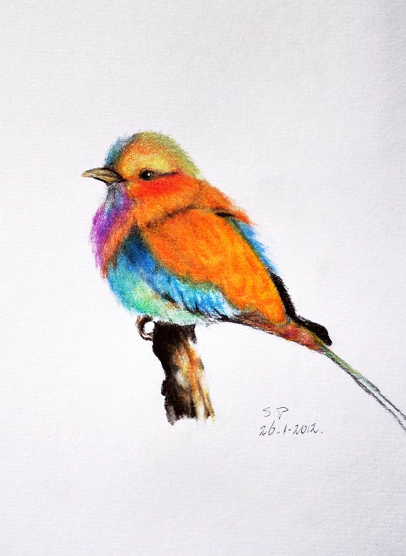 570x781 Color Pencil Drawings Of Birds