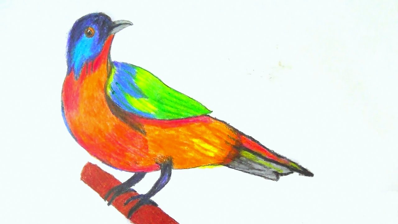 1280x720 How To Draw A Birds, Painted Bunting Bird Drawing With Pencil