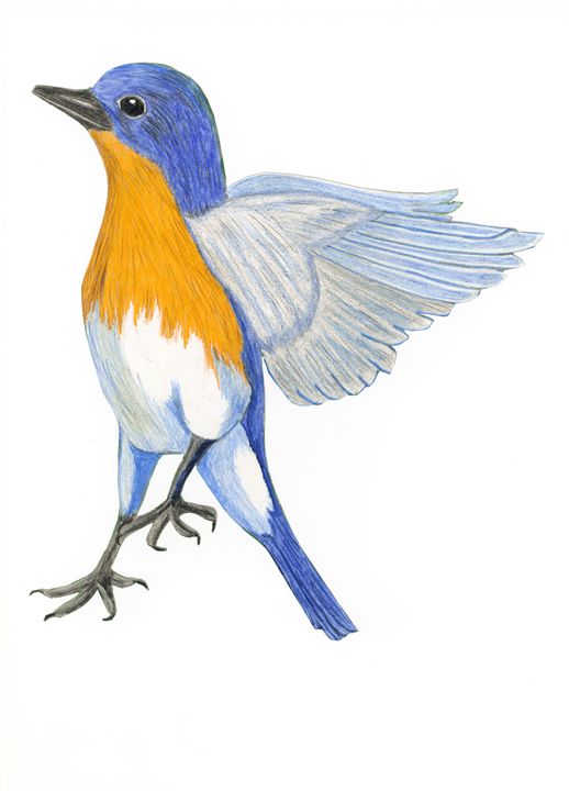 518x720 Blue Bird