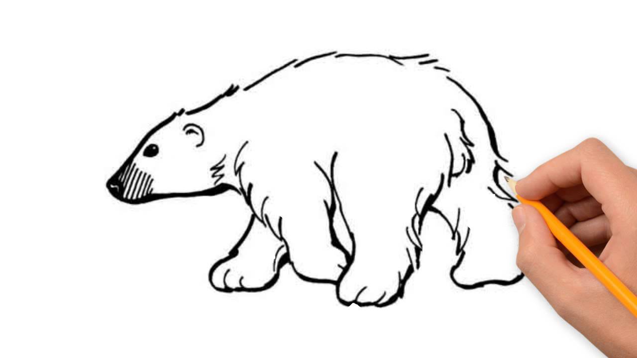 1280x720 How To Draw A Polar Bear Step