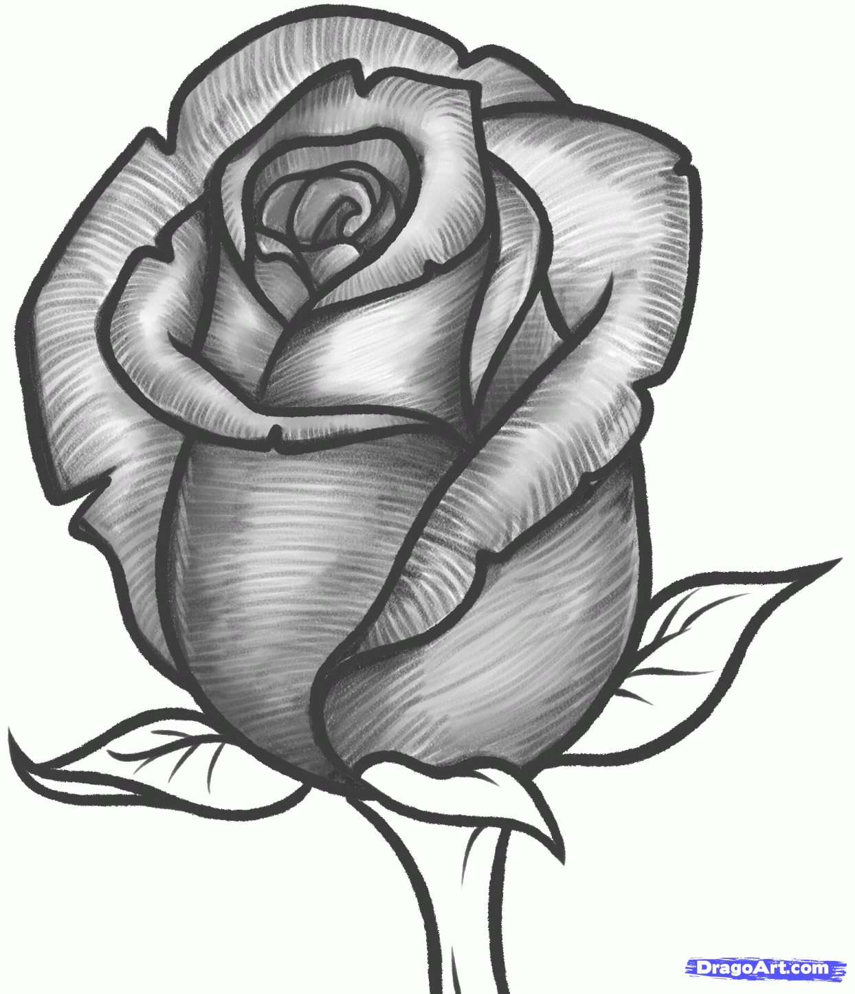 1244x1446 Huge Collection Of 'pencil Drawing Of Roses' Download More Than
