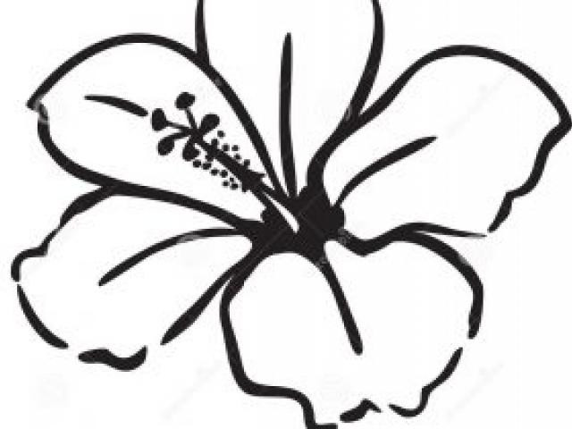 640x480 How To Draw A Hawaiian Flower Drawings Flowers Tagged Sketches