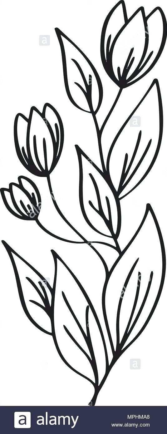 535x1390 Flowers Drawn Revue