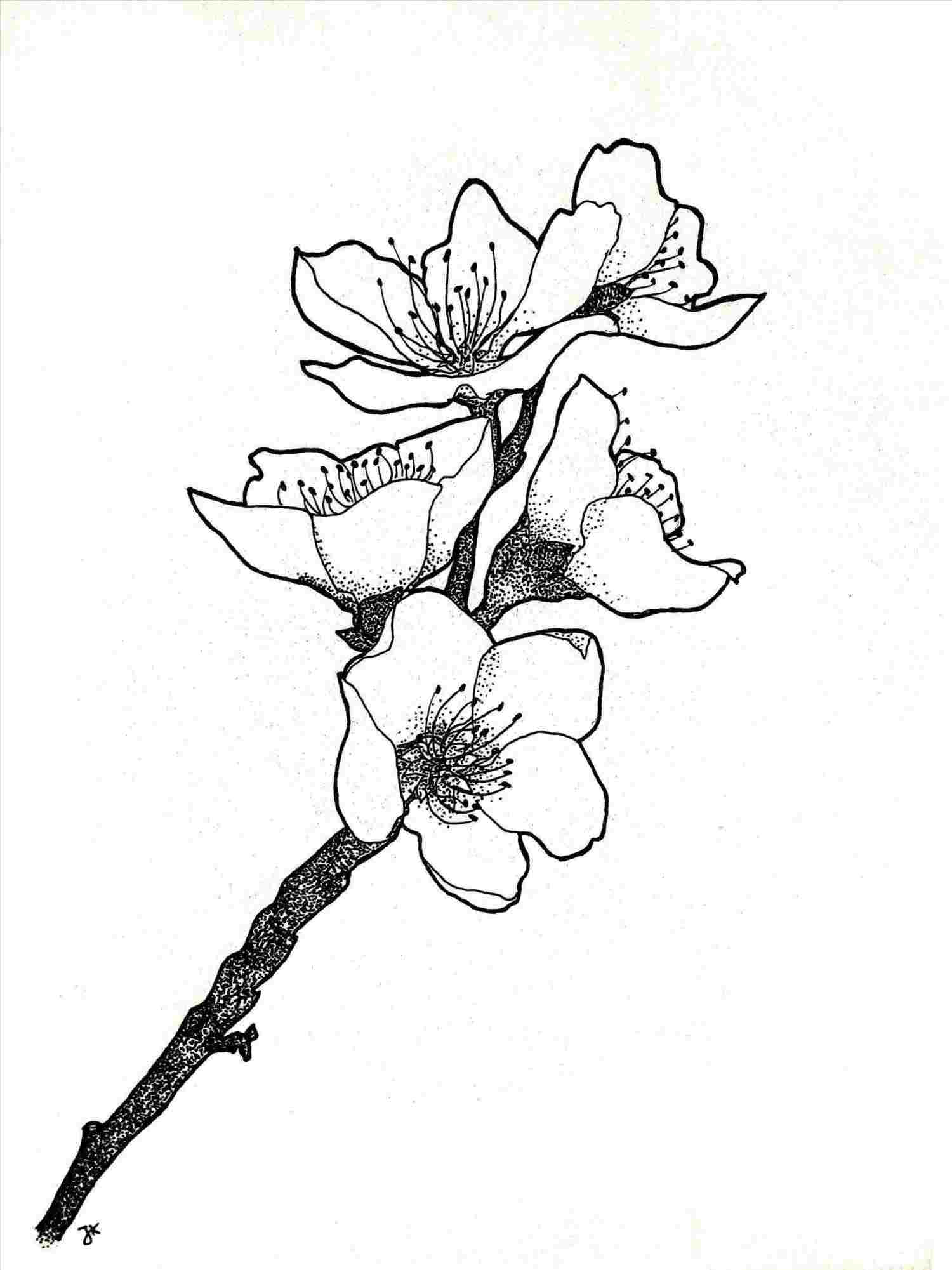 1500x2001 Easy Flower Sketches In Pencil