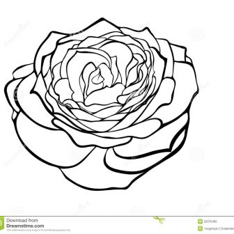 336x336 Black And White Rose Pencil Drawing Realistic Step