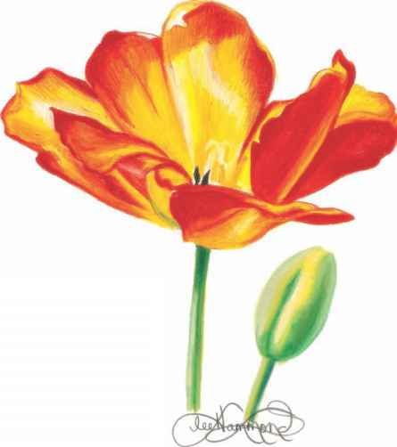 445x502 Colored Pencil Nature Drawing Drawing And Colouring For Kids