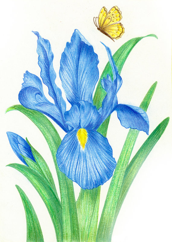570x804 Blue Iris Butterfly
