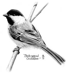 236x255 How To Draw A Bird Step