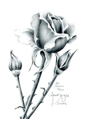 300x407 Pencil Drawing Of A Rose