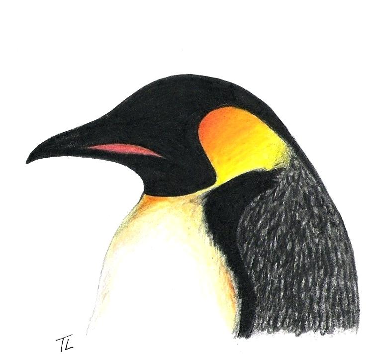 752x720 Penguin Drawing Emperor Penguin