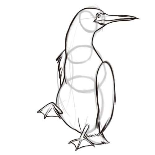500x500 Penguin Drawing Outline